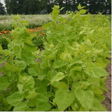 Organic Garden Orache - Green 